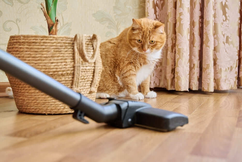 You are currently viewing Sprzątanie wśród zwierząt domowych: Jak poradzić sobie z sierścią i nieprzyjemnymi zapachami
